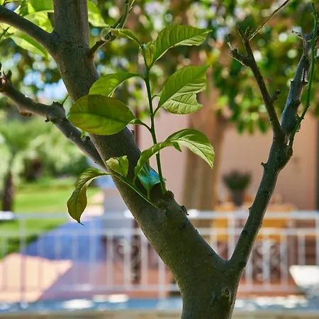 Moma Villa